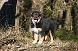 BERGER AUSTRALIEN PUPPIES 620